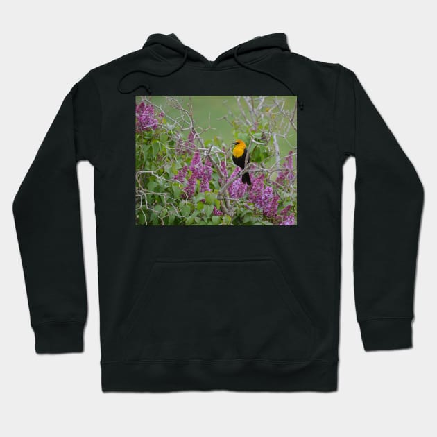 Yellow Head Blackbird and Lilacs Hoodie by Whisperingpeaks